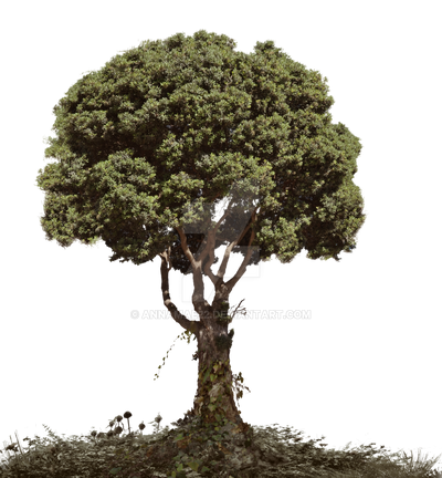 Dead Tree With Foliage PNG Stock 0117