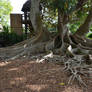 Mangrove  Trees Tropical Background Stock 0095-96