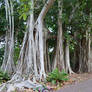 Mangrove Trees Path Background Stock 0143