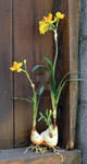 Daffodil Bulbs and Wood Plant Stock Photo 0054 by annamae22