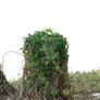 Tree Stump with Ivy PNG Stock 0744