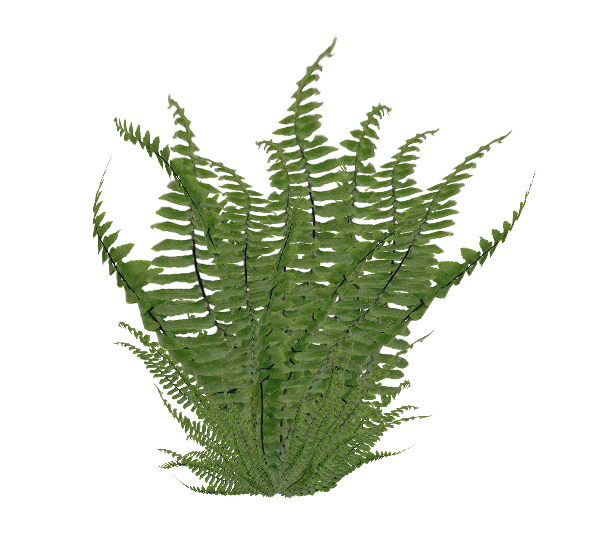 Fern Bush PNG Stock Photo 2081 cc3