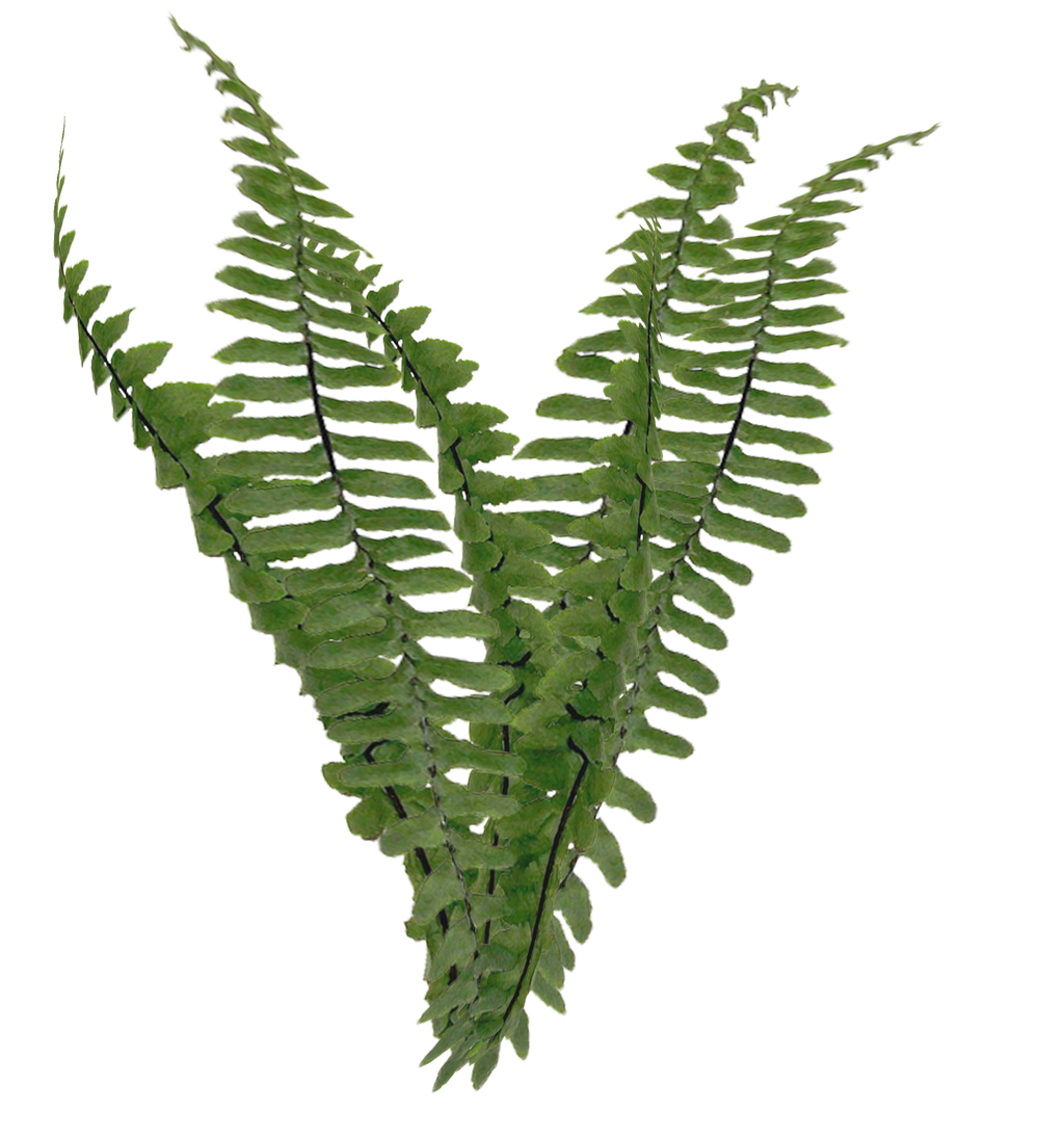 Fern Foliage PNG Stock Photo 2081 cc1 by annamae22 on DeviantArt