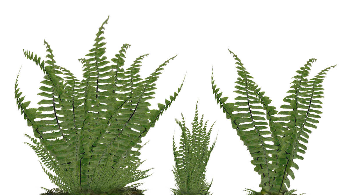 Fern Foliage PNG Stock Photo 2081 Assorted Ground by annamae22 on