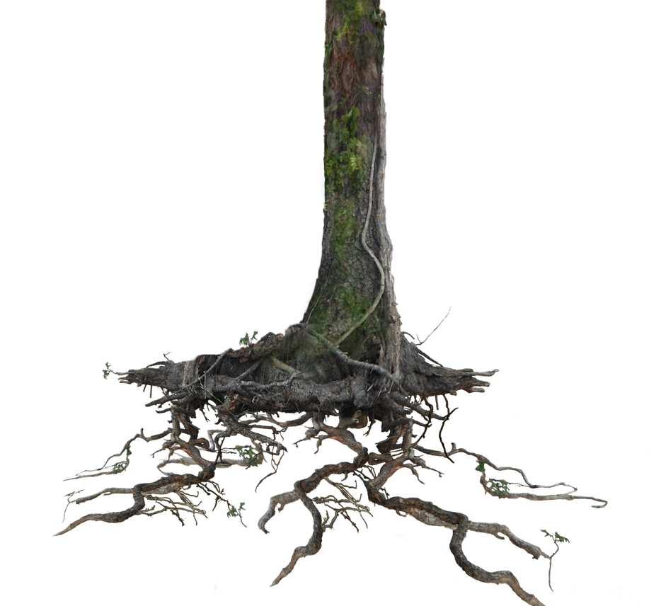 Tree Trunk Roots PNG Stock Lake 1077 cc4 by annamae22 on DeviantArt