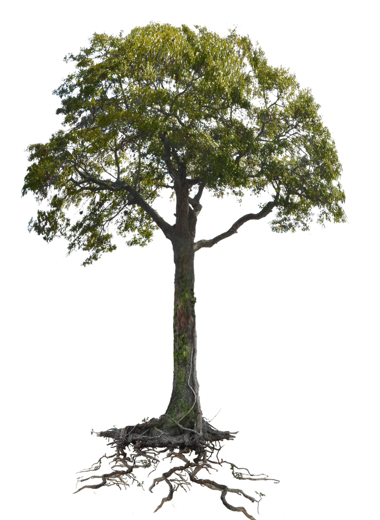 Tree n Roots PNG Stock Lake 1077 cc2 copy 3 by annamae22 on DeviantArt