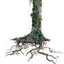 Tree Trunk Roots with Ivy PNG Stock Photo 1077