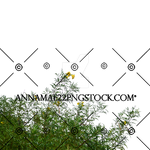 Wild Flowers and Grass PNG Stock Photo 0183 cc2