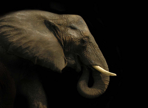 Elephant at the Circus Stock Photo on black