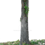 Tree Trunk Vines PNG With Out Flowers Stock 0750