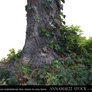 Tree with Ivy PNG Stock Photo 0720 -2