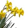 Daffodil Plant PNG Stock Photo 0715- Crop