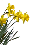 Daffodil Plant PNG Stock Photo 0715- Crop