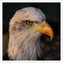 Bald Eagle 2