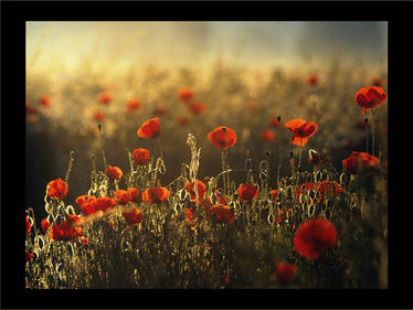 Poppies 4