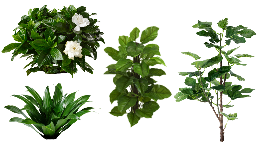 Plants by Calhingil