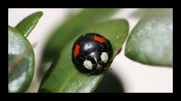 Black and Red Ladybird