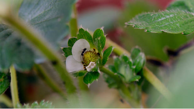 strawberry blossom