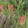 Flowers at the Canyon