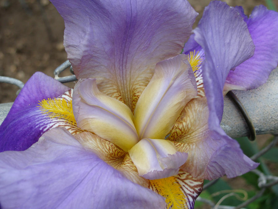Inside Purple and Yellow Iris