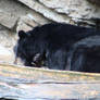 American Black Bear