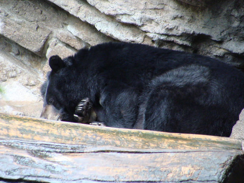 American Black Bear