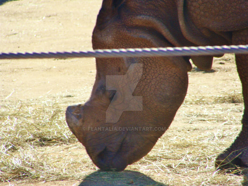 Greater one-horned rhino head shot