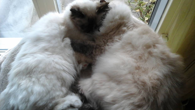 kitty-cuddles