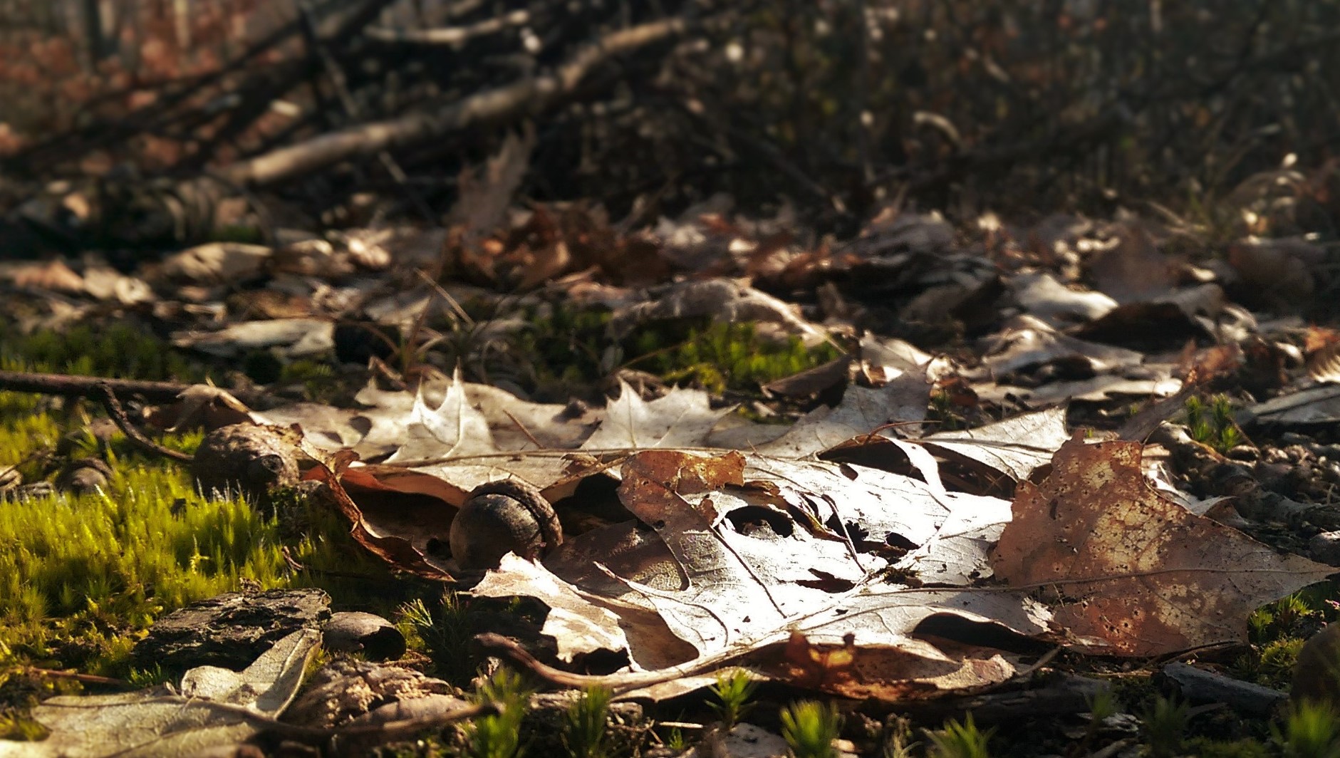 Autumn leaves