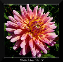 Dahlia Series No. 17