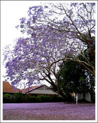 Purple Carpet