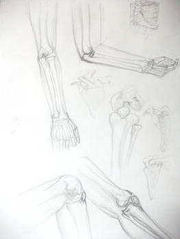 Bones study