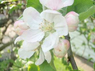 Apple Blossom II