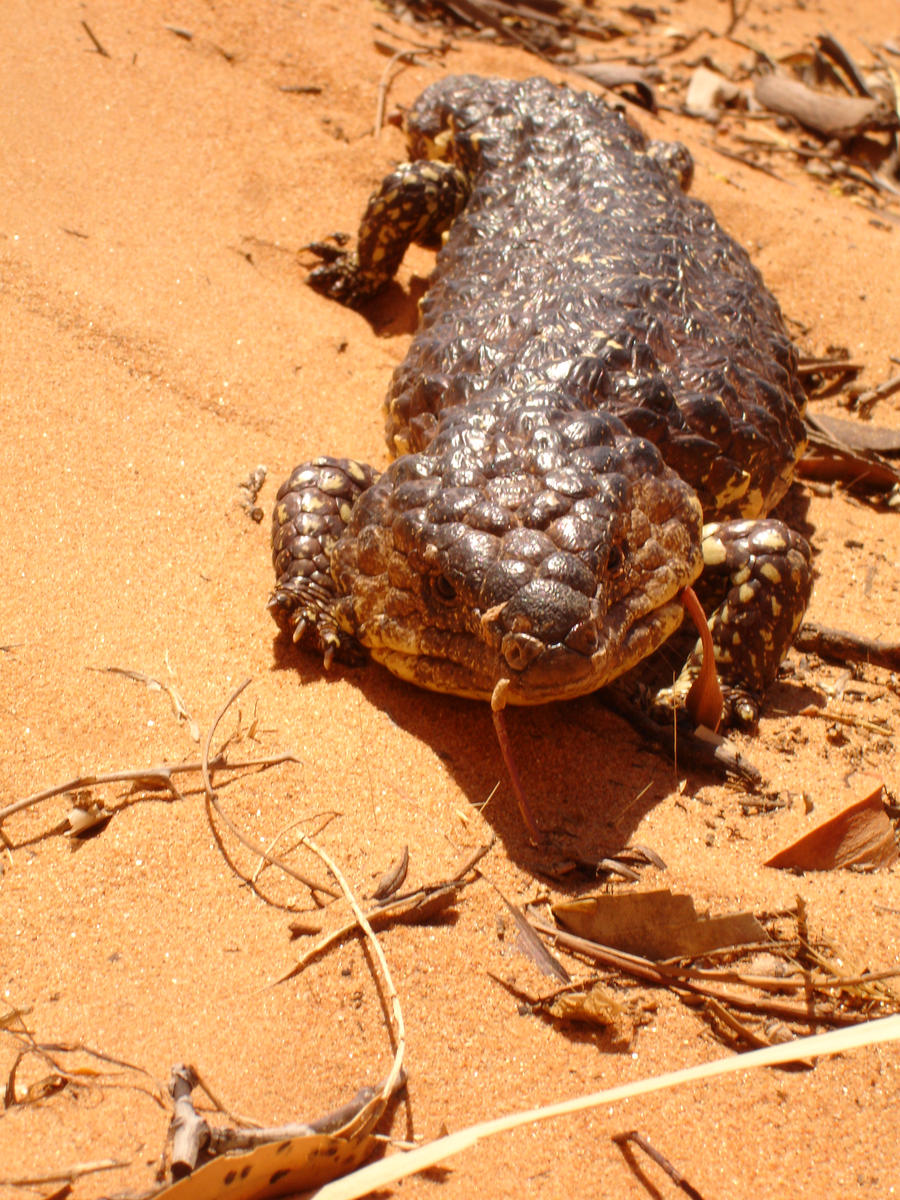 Shingle Back Lizard