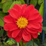 Red dahlia with Yellow Centre