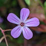 Herb Robert