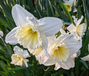 Mount Hood Daffodils