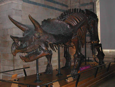 Triceratops Skeleton at Natural History Museum