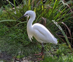 Little Egret