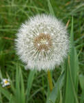 Dandelion Clock by Greyam