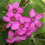 Pink Sorrels
