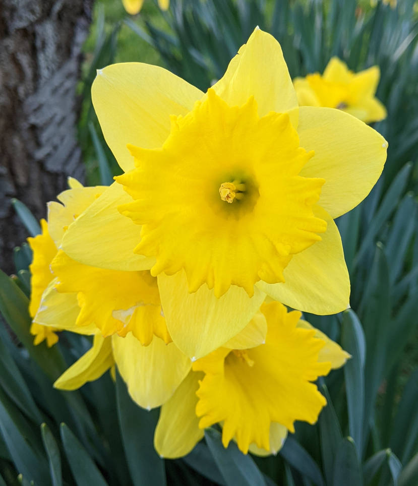 Trio of Daffs by Greyam on DeviantArt