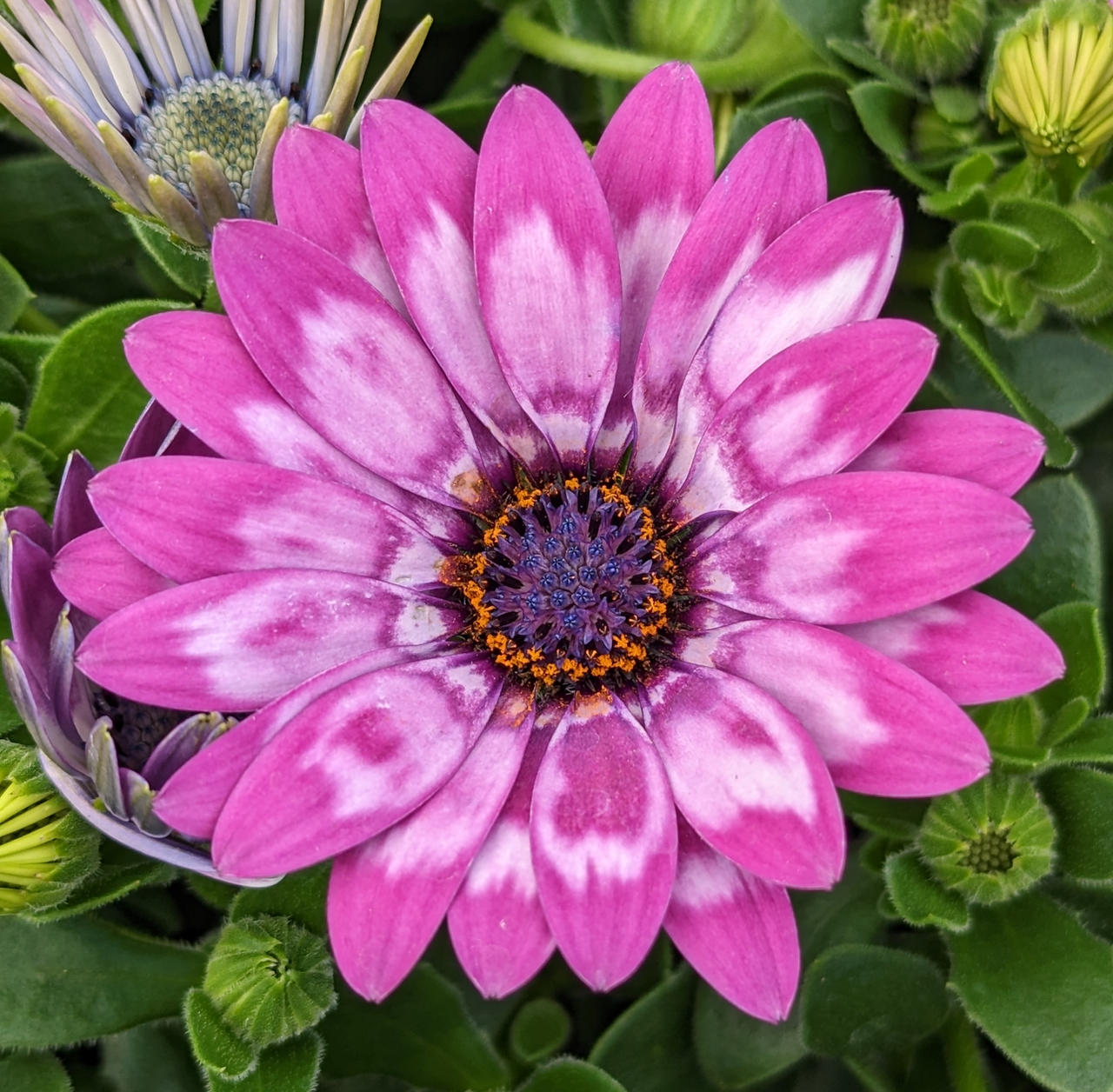 Pink African Daisy
