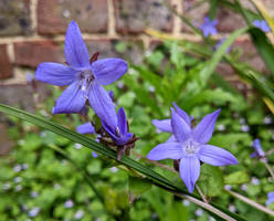 Serbian Bellflowers