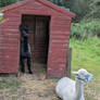 Two Alpacas, One Shed