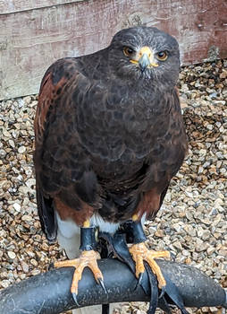 Harris's Hawk Stare