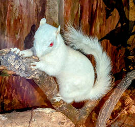 Albino Squirrel (stuffed)