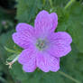 Geranium Flower