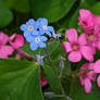 Forget Me Nots to the Fore