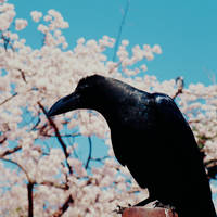 Crow